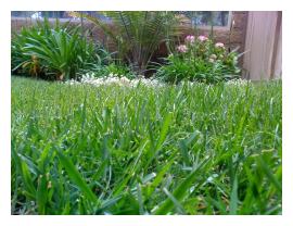 My Lawn