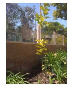 My Unfruitful Orange Tree