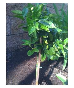My Orange Tree Part 2