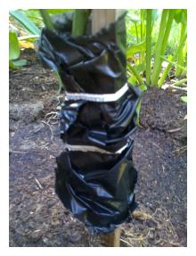 Orange Tree Graft Cover