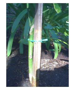 Orange Tree Graft